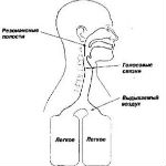 Строение голосового аппарата
