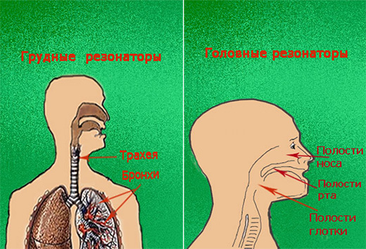 Грудные и головные резонаторы голоса